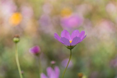 Kozmos yeşil arka planda çiçek açar