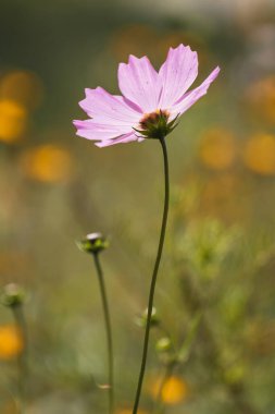 Kozmos yeşil arka planda çiçek açar