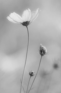 Kozmos çiçeği siyah ve beyaz dikey bileşimi