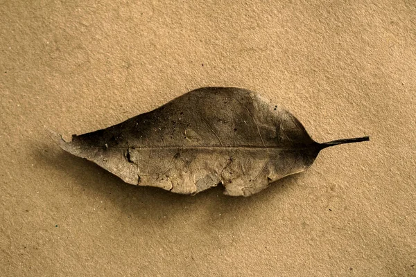 Kraft kağıt dokusu üzerinde kuru yaprak