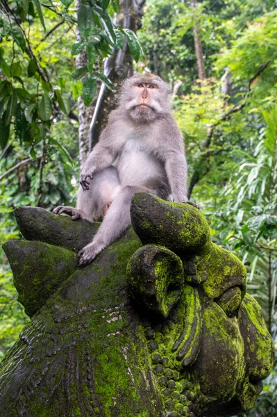 Salony Małp Szczycie Porośniętego Mchem Posągu Bujnym Zielonym Tropikalnym Lesie — Zdjęcie stockowe