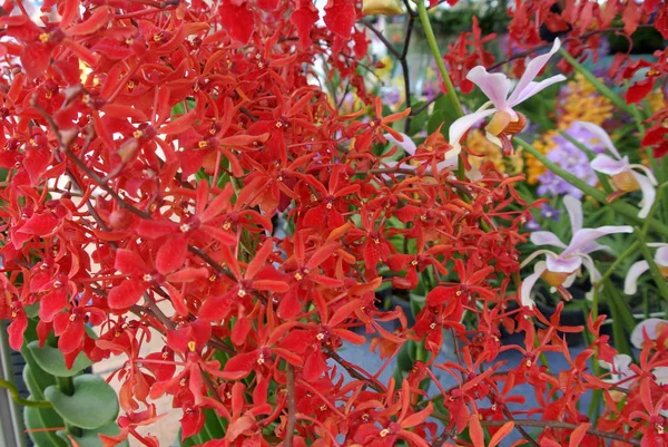 Bunte Tropische Exotische Orchideen Blühen Der Gärtnerei — Stockfoto