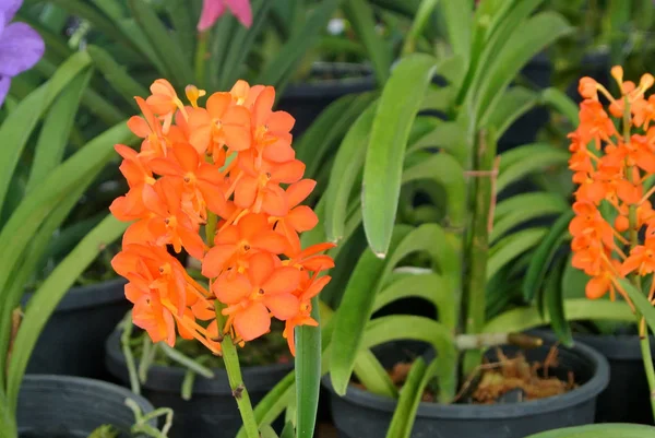 色鮮やかなトロピカル エキゾチックな蘭の花植物の保育園 — ストック写真