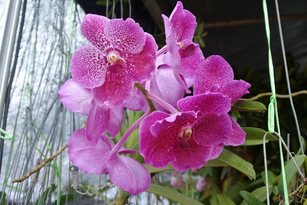 Kolorowe Tropikalne Egzotycznych Storczyki Kwiat Szkółce Roślin — Zdjęcie stockowe