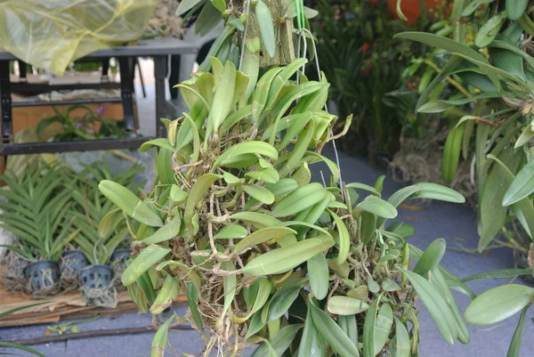 Orchidee Selvatiche Cresciute Legno Morto Appese Come Decorazione — Foto Stock