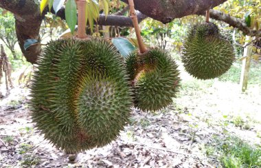 Durian meyve ağacı üzerinde. Genç ve henüz olgun