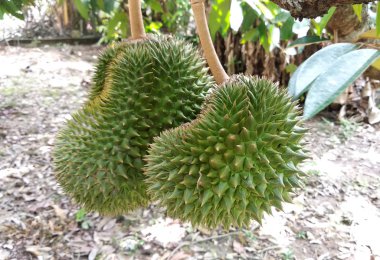 Durian meyve ağacı üzerinde. Genç ve henüz olgun