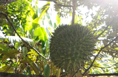 Durian meyve ağacı üzerinde. Genç ve henüz olgun