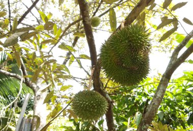 Durian meyve ağacı üzerinde. Genç ve henüz olgun