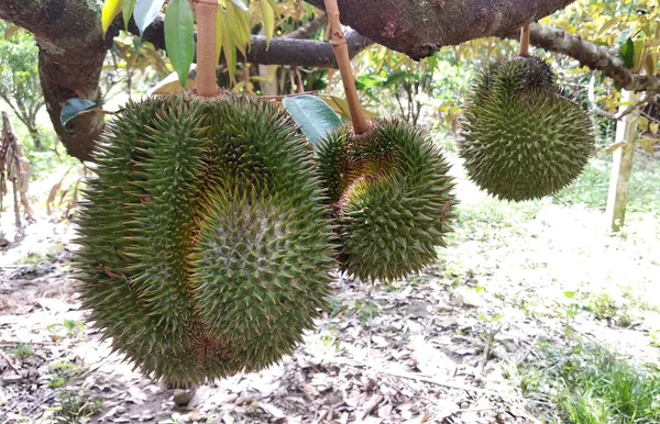 Durian meyve ağacı üzerinde. Genç ve henüz olgun