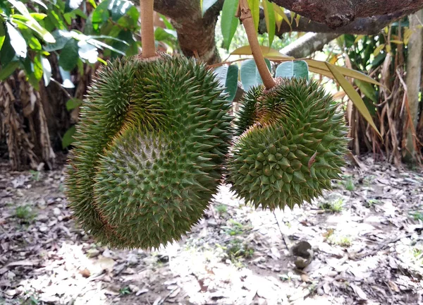 Durian Owoców Drzewie Młody Nie Jeszcze Dojrzałe — Zdjęcie stockowe