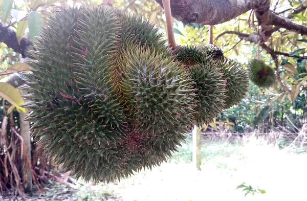 Fruta Duriana Árbol Joven Aún Madura —  Fotos de Stock