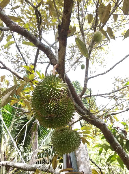 Durian meyve ağacı üzerinde. Genç ve henüz olgun