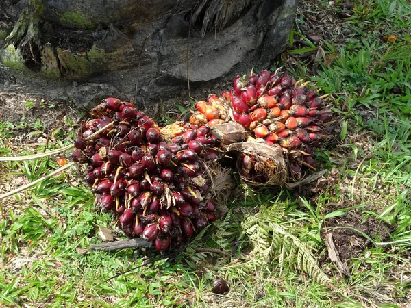 Fruta Aceite Palma Tierra Fruto Estaba Maduro Cosechado — Foto de Stock
