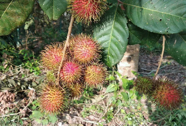 Rambutan Fruit Tree Being Ripe Ready Picked Eaten — Stock Photo, Image