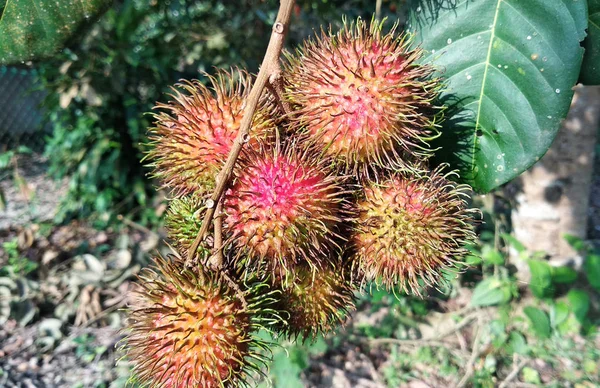 Frutto Rambutan Sull Albero Essendo Maturo Pronto Essere Raccolto Mangiato — Foto Stock