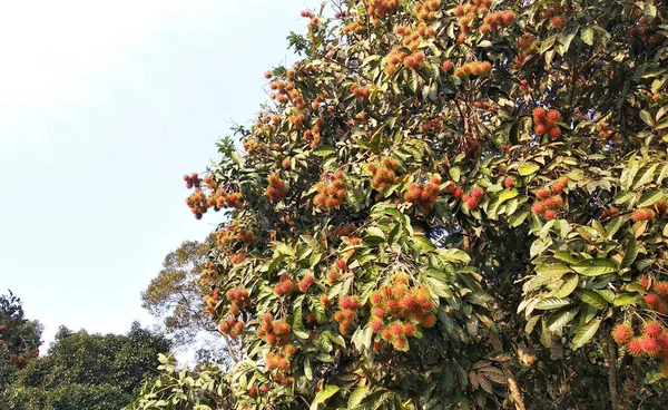 Rambutan Fruta Árbol Siendo Maduro Listo Para Ser Recogido Comido —  Fotos de Stock