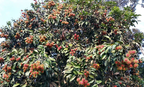 Rambutan Fruta Árbol Siendo Maduro Listo Para Ser Recogido Comido —  Fotos de Stock