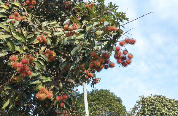Rambutan Owoców Drzewie Jest Dojrzały Gotowy Odbioru Spożycia — Zdjęcie stockowe