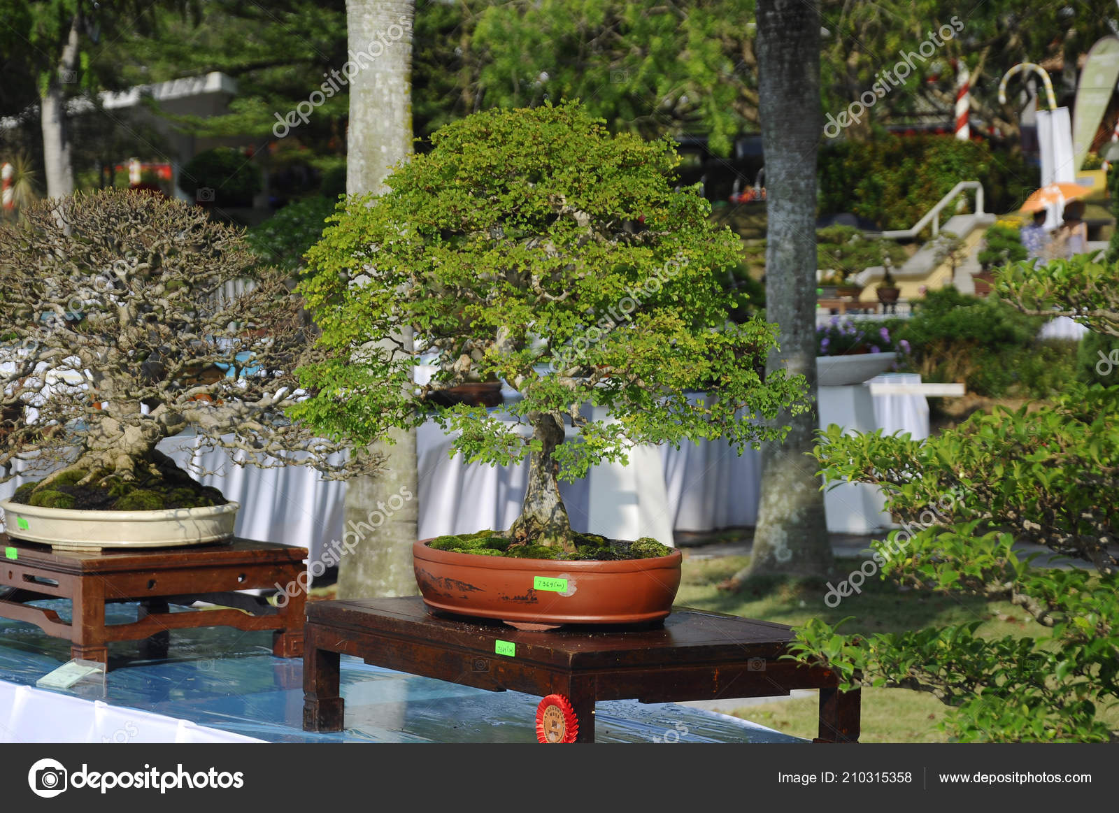 Putrajaya Malaysia August 2018 Bonsai Tree Display Public Royal Floria – Stock Editorial Photo © Aisyaqilumar #210315358 Putrajaya Malaysia August 2018 Bonsai Tree Display Public Royal Floria – Stock Editorial Photo © Aisyaqilumar #210315358