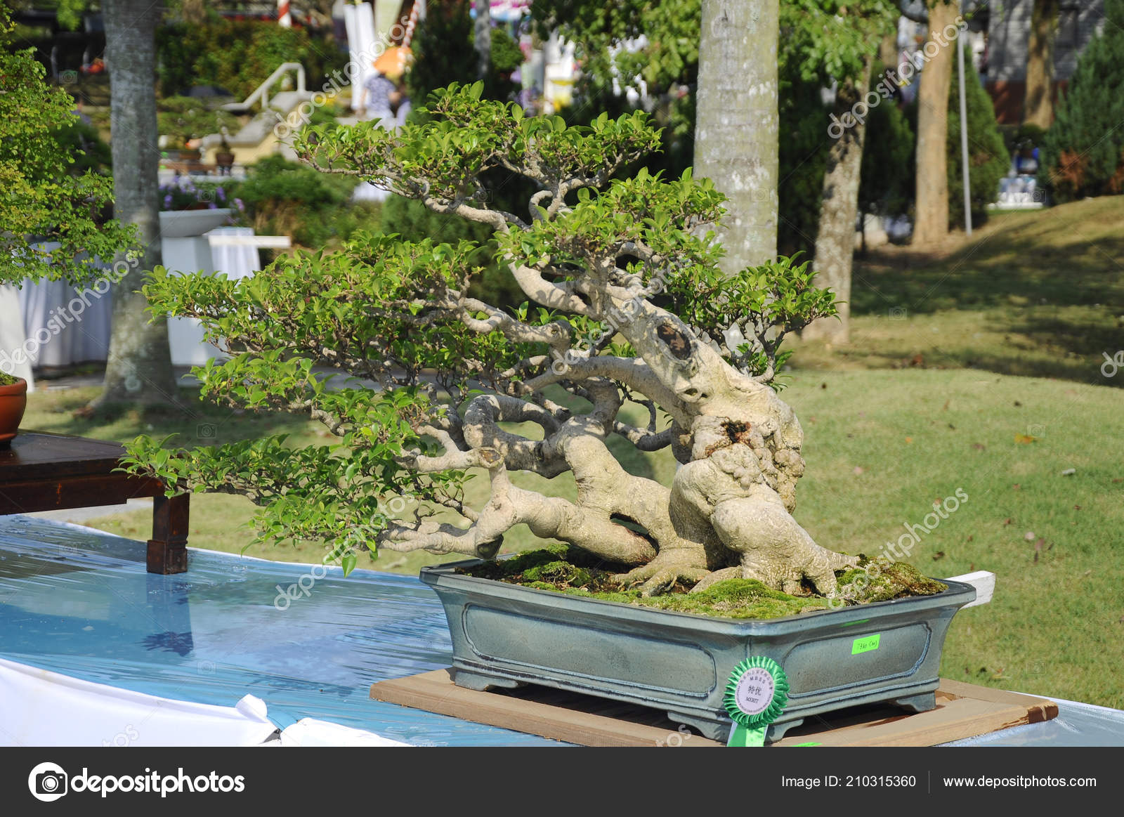 20+ Latest Bonsai Pot For Sale Malaysia | Pink Wool 20+ Latest Bonsai Pot For Sale Malaysia | Pink Wool