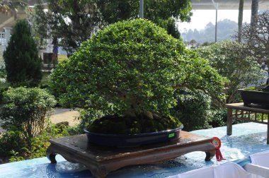 Putrajaya, Malezya-25 Ağustos 2018: Bonsai ağaç göstermek için kamu Putrajaya, Malezya Kraliyet Floria Putrajaya bahçesinde.