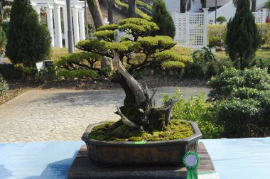 Putrajaya, Malezya-25 Ağustos 2018: Bonsai ağaç göstermek için kamu Putrajaya, Malezya Kraliyet Floria Putrajaya bahçesinde.