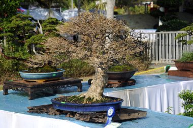 Putrajaya, Malezya-25 Ağustos 2018: Bonsai ağaç göstermek için kamu Putrajaya, Malezya Kraliyet Floria Putrajaya bahçesinde.