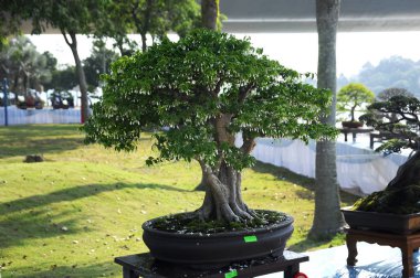 Putrajaya, Malezya-25 Ağustos 2018: Bonsai ağaç göstermek için kamu Putrajaya, Malezya Kraliyet Floria Putrajaya bahçesinde.