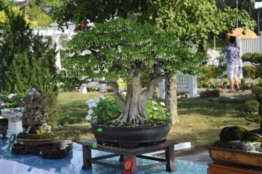 Putrajaya, Malezya-25 Ağustos 2018: Bonsai ağaç göstermek için kamu Putrajaya, Malezya Kraliyet Floria Putrajaya bahçesinde.