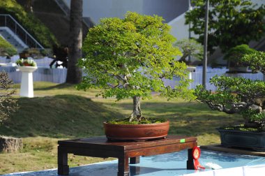 Putrajaya, Malezya-25 Ağustos 2018: Bonsai ağaç göstermek için kamu Putrajaya, Malezya Kraliyet Floria Putrajaya bahçesinde.