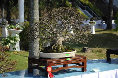 Putrajaya, Malezya-25 Ağustos 2018: Bonsai ağaç göstermek için kamu Putrajaya, Malezya Kraliyet Floria Putrajaya bahçesinde.