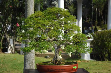 Putrajaya, Malezya-25 Ağustos 2018: Bonsai ağaç göstermek için kamu Putrajaya, Malezya Kraliyet Floria Putrajaya bahçesinde.