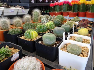 Putrajaya, Malezya-25 Ağustos 2018: grup küçük ve renkli kaktüs küçük kaplarda ekili ve dekorasyon olarak kullanılır. 