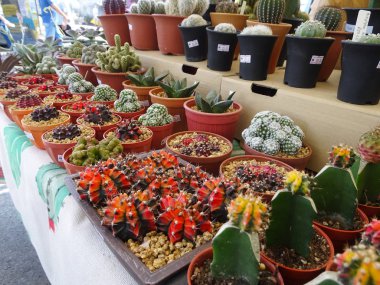 Putrajaya, Malezya-25 Ağustos 2018: grup küçük ve renkli kaktüs küçük kaplarda ekili ve dekorasyon olarak kullanılır. 