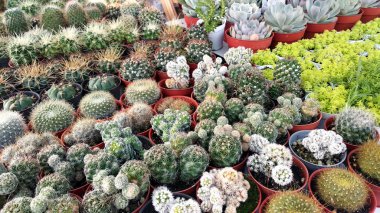 Putrajaya, Malezya-25 Ağustos 2018: grup küçük ve renkli kaktüs küçük kaplarda ekili ve dekorasyon olarak kullanılır. 