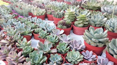 Putrajaya, Malezya-25 Ağustos 2018: grup küçük ve renkli kaktüs küçük kaplarda ekili ve dekorasyon olarak kullanılır. 
