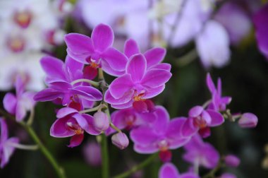 Renkli tropikal ve egzotik orkide çiçek bitki kreş. 