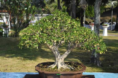 Putrajaya, Malezya-25 Ağustos 2018: Bonsai ağaç göstermek için kamu Putrajaya, Malezya Kraliyet Floria Putrajaya bahçesinde.