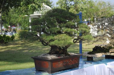 Putrajaya, Malezya-25 Ağustos 2018: Bonsai ağaç göstermek için kamu Putrajaya, Malezya Kraliyet Floria Putrajaya bahçesinde.