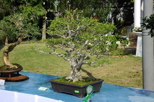 Putrajaya, Malezya-25 Ağustos 2018: Bonsai ağaç göstermek için kamu Putrajaya, Malezya Kraliyet Floria Putrajaya bahçesinde.