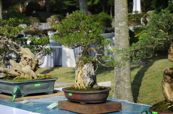 Putrajaya, Malezya-25 Ağustos 2018: Bonsai ağaç göstermek için kamu Putrajaya, Malezya Kraliyet Floria Putrajaya bahçesinde.