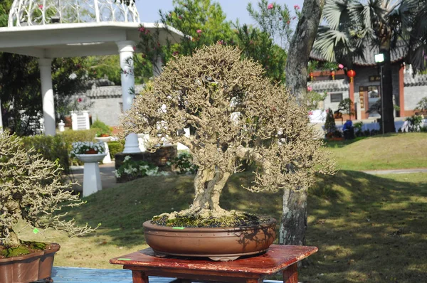 Putrajaya, Malezya-25 Ağustos 2018: Bonsai ağaç göstermek için kamu Putrajaya, Malezya Kraliyet Floria Putrajaya bahçesinde.