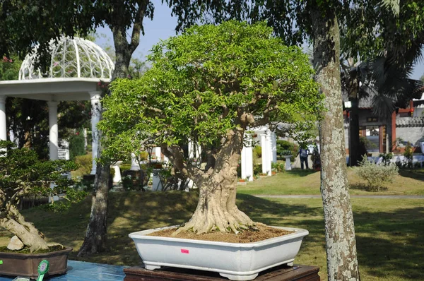 Putrajaya, Malezya-25 Ağustos 2018: Bonsai ağaç göstermek için kamu Putrajaya, Malezya Kraliyet Floria Putrajaya bahçesinde.