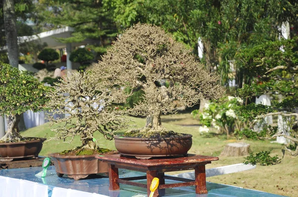 Putrajaya, Malezya-25 Ağustos 2018: Bonsai ağaç göstermek için kamu Putrajaya, Malezya Kraliyet Floria Putrajaya bahçesinde.