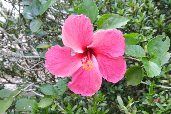 Hibiscus Rosa Sinensis Est Genre Plantes Famille Des Malvaceae Était — Photo