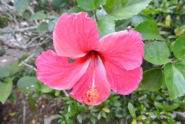 Hibiscus Rosa Sinensis Een Geslacht Van Bloeiende Planten Uit Familie — Stockfoto