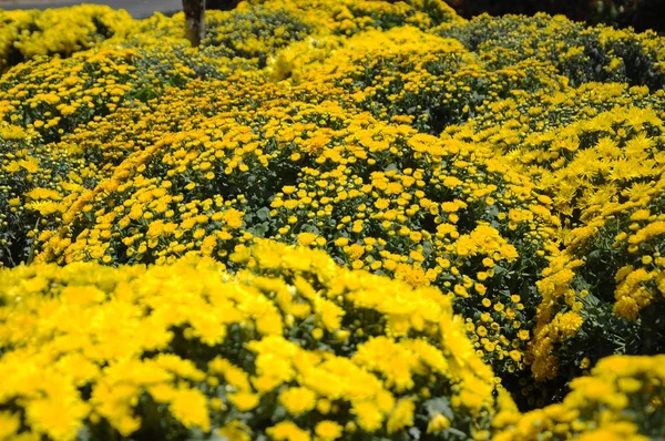 プトラジャヤ マレーシア 2016 菊の花の様々 な種を植え プトラジャヤ マレーシアでロイヤル Floria 庭で育つ — ストック写真