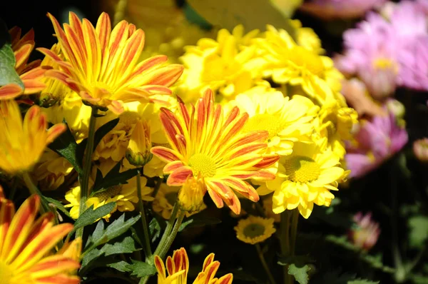 Putrajaya Malezja Maja 2016 Różne Gatunki Kwiatów Chryzantemy Sadzone Rośnie — Zdjęcie stockowe