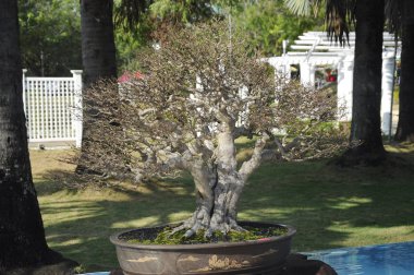 Putrajaya, Malezya-25 Ağustos 2018: Bonsai ağaç göstermek için kamu Putrajaya, Malezya Kraliyet Floria Putrajaya bahçesinde.